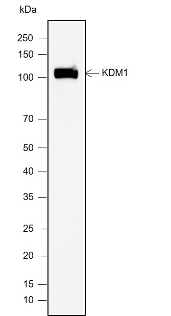Anti-LSD1 Rabbit mAb