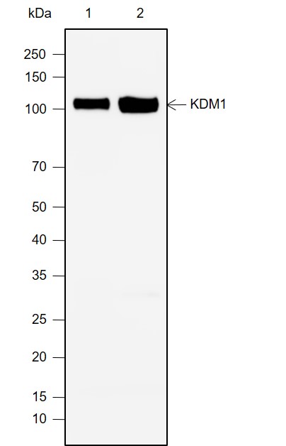 Anti-LSD1 Rabbit mAb