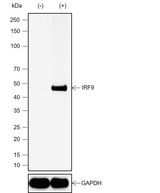 Anti-IRF9 Rabbit mAb