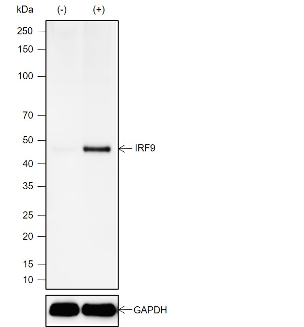 Anti-IRF9 Rabbit mAb