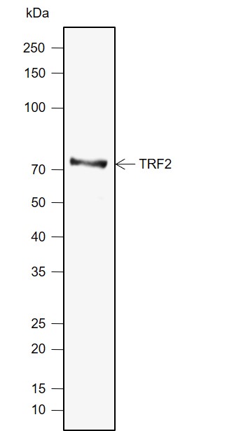 Anti-TRF2 Mouse mAb