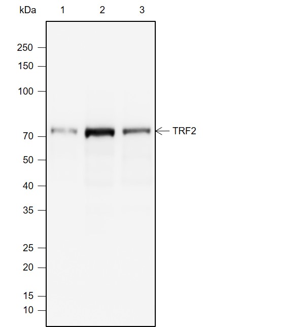 Anti-TRF2 Mouse mAb