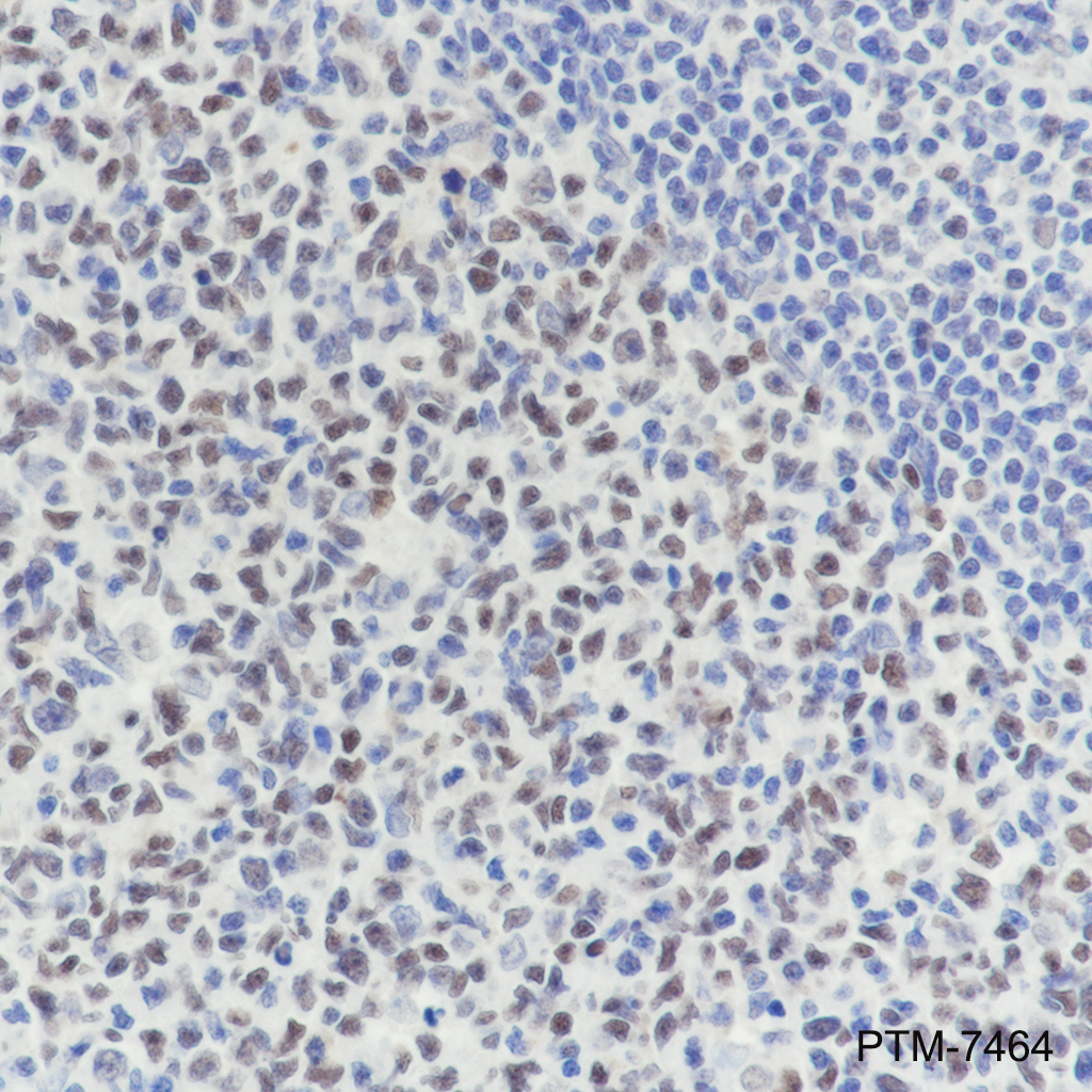 Anti-TRF2 Mouse mAb