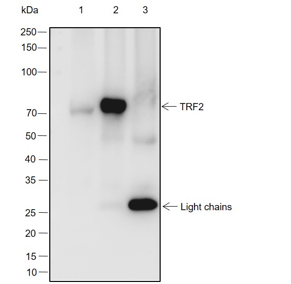 Anti-TRF2 Mouse mAb