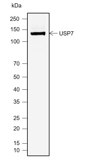 Anti-USP7 Mouse mAb