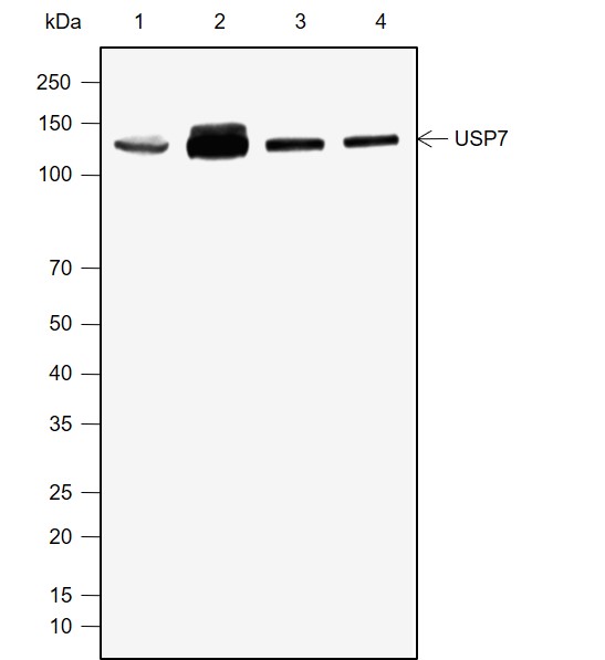 Anti-USP7 Mouse mAb