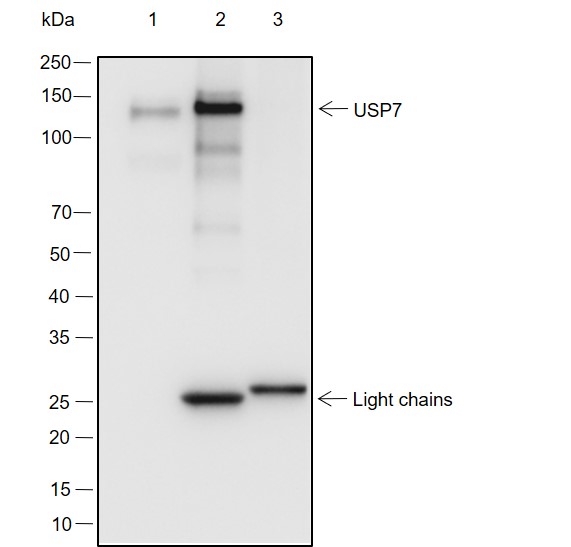 Anti-USP7 Mouse mAb