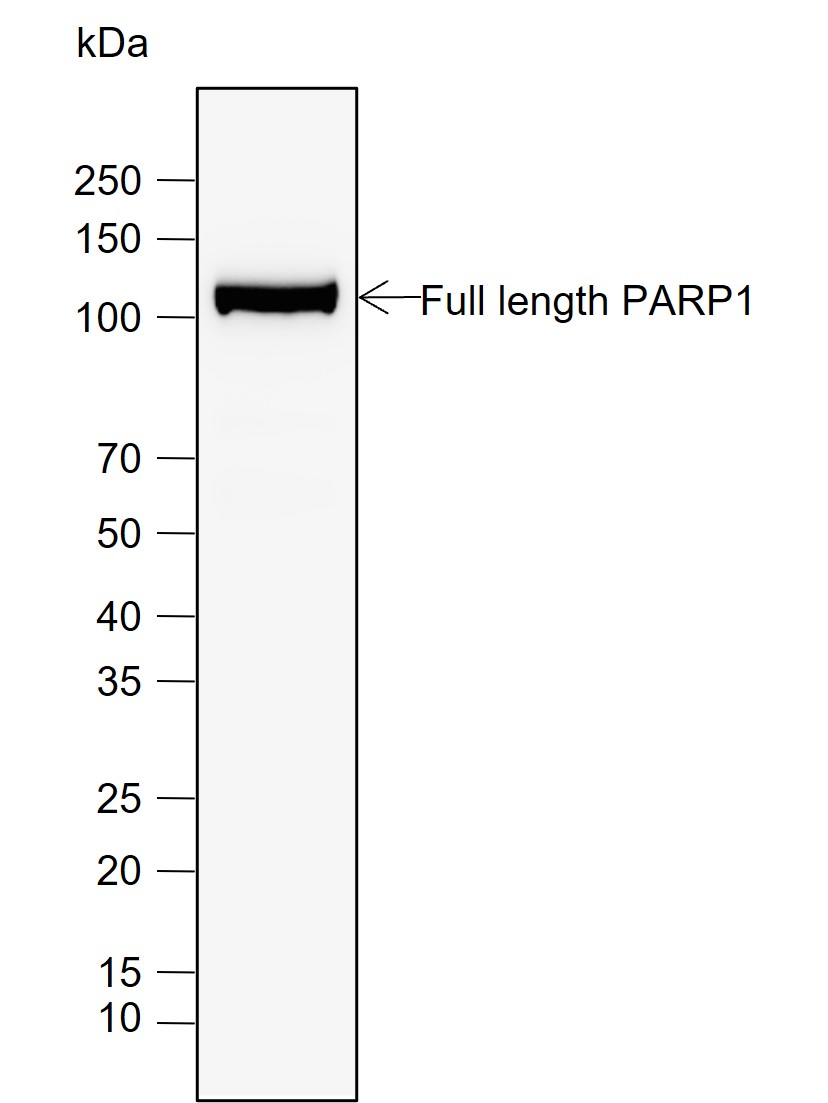 Anti-Cleaved PARP1 p85 Rabbit mAb
