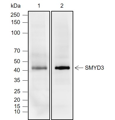 Anti-SMYD3 Rabbit mAb