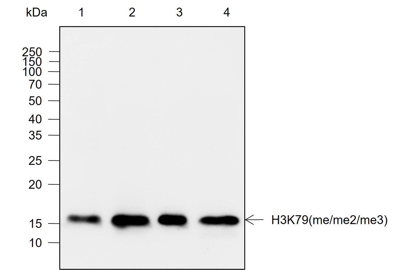 Anti-Mono/Di/Tri-Methyl-Histone H3 (Lys79) Rabbit mAb
