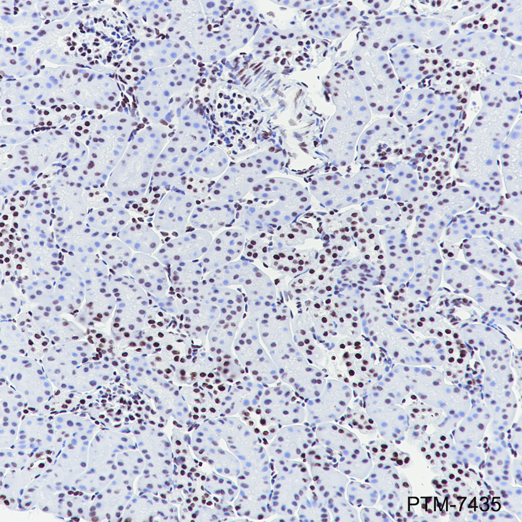Anti-Mono/Di/Tri-Methyl-Histone H3 (Lys79) Rabbit mAb