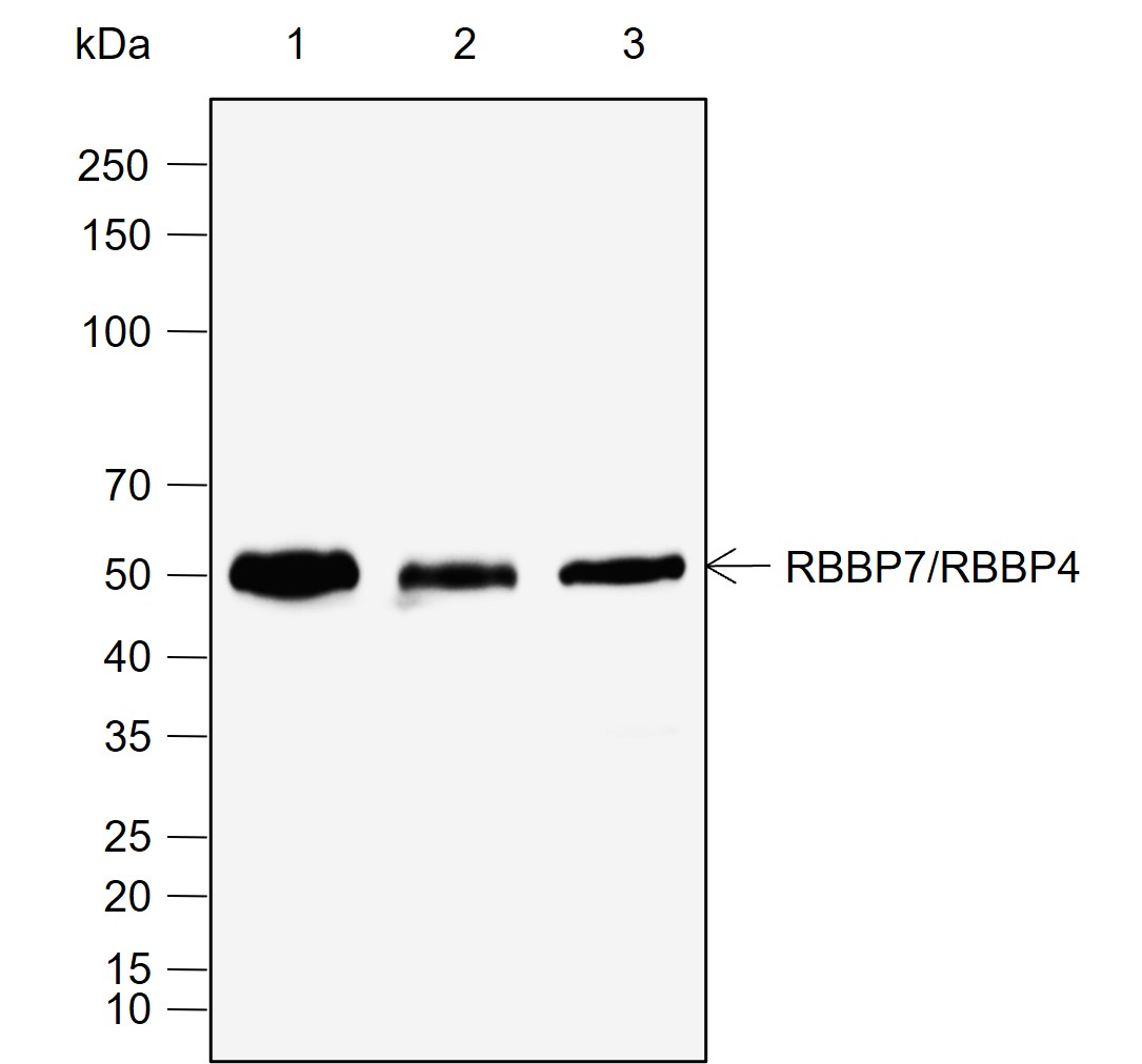 Anti-RBBP7/RBBP4 Rabbit mAb