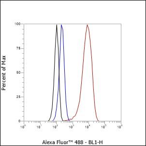 Anti-RBBP7/RBBP4 Rabbit mAb