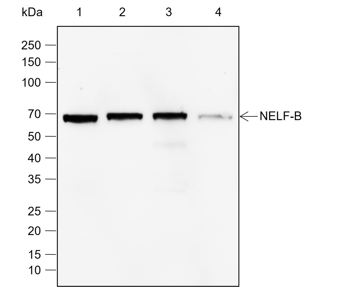 Anti-NELF-B Rabbit mAb