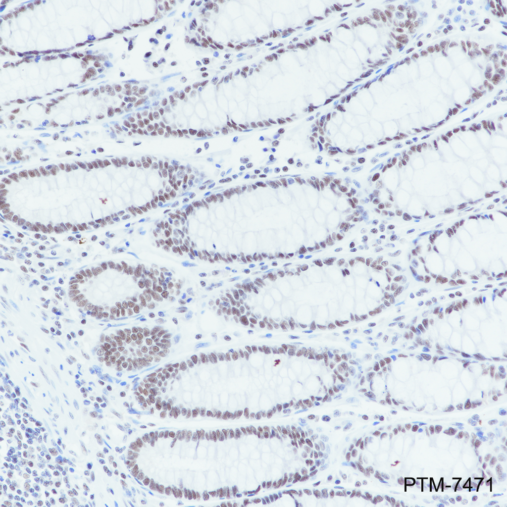 Anti-NELF-B Rabbit mAb