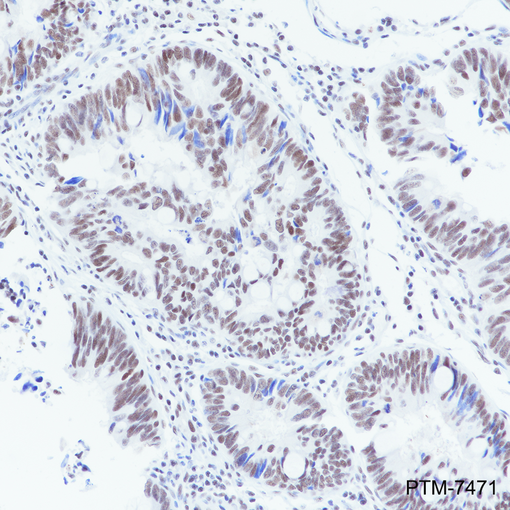 Anti-NELF-B Rabbit mAb