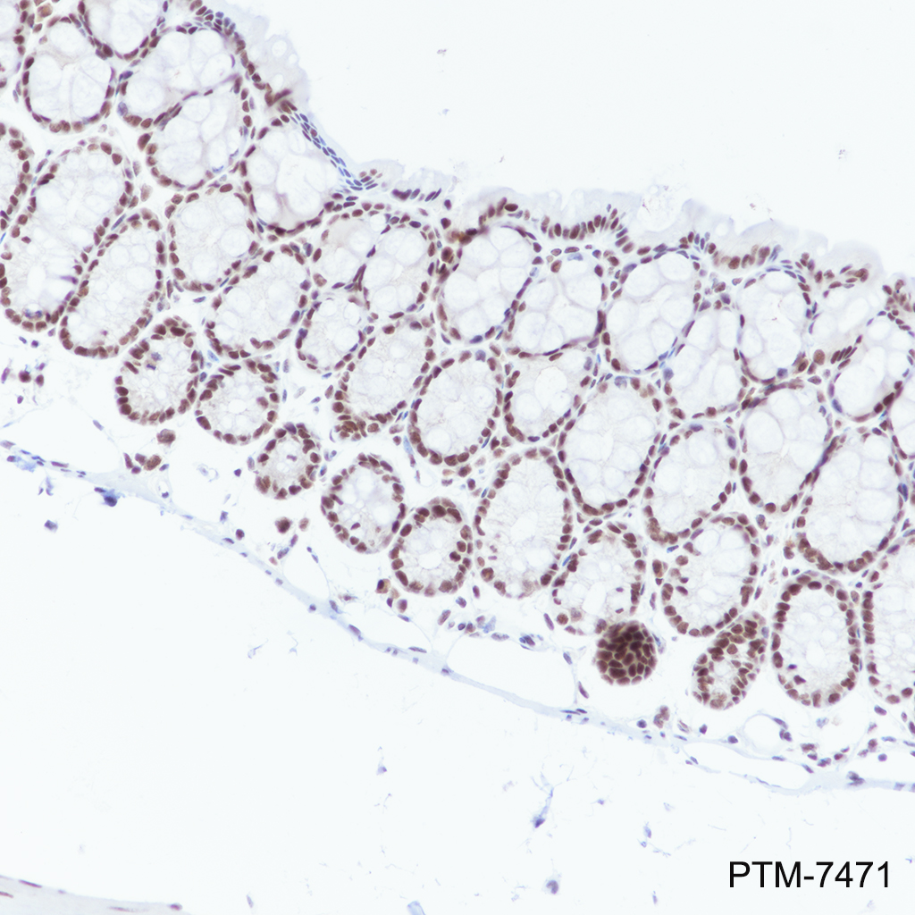 Anti-NELF-B Rabbit mAb