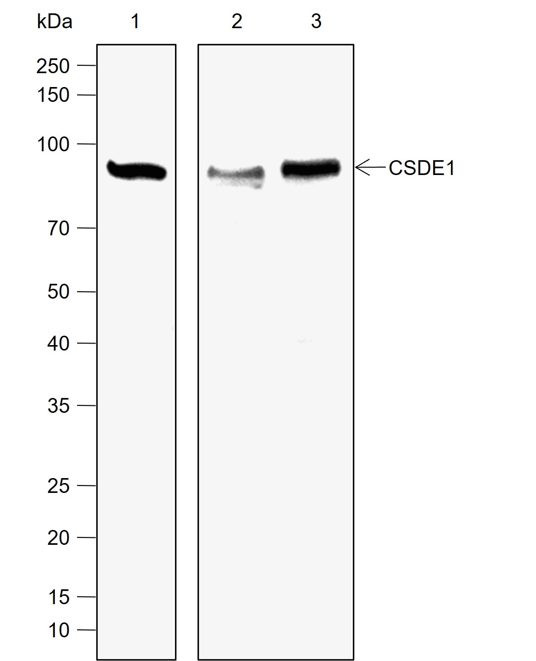 Anti-CSDE1 Rabbit mAb