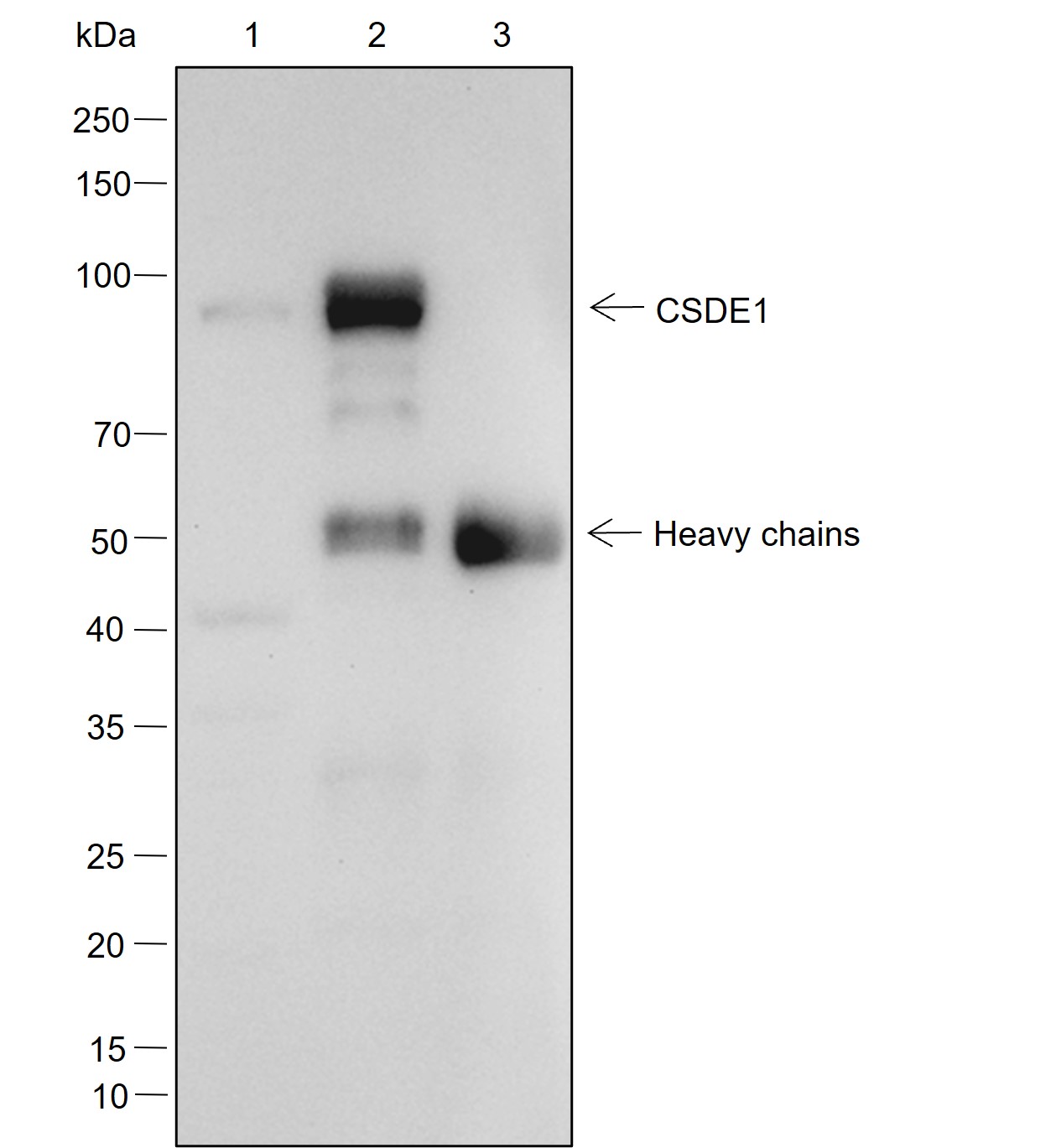 Anti-CSDE1 Rabbit mAb