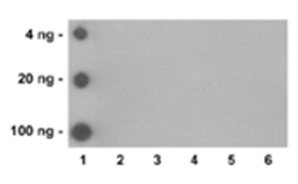 Anti-2-Hydroxyisobutyryllysine Mouse mAb