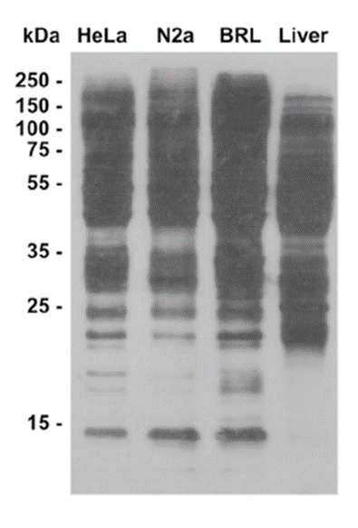 Anti-2-Hydroxyisobutyryllysine Mouse mAb