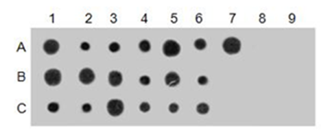 Anti-Crotonyllysine Mouse mAb
