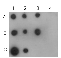 Anti-Malonyllysine Mouse mAb
