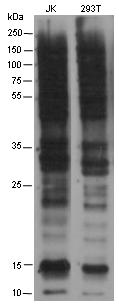 Anti-Malonyllysine Mouse mAb