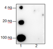 Anti-O-Linked N-Acetylglucosamine Rabbit mAb