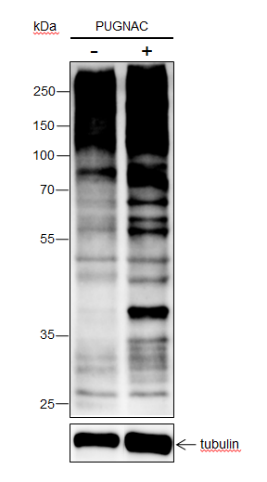 Anti-O-Linked N-Acetylglucosamine Rabbit mAb
