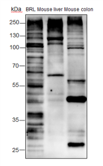 Anti-O-Linked N-Acetylglucosamine Rabbit mAb