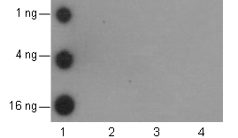 Anti-Benzoyllysine Mouse mAb