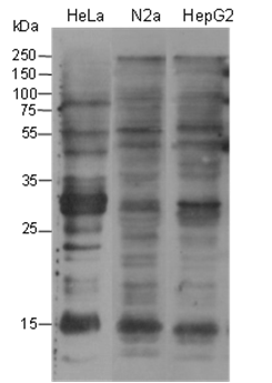 Anti-Benzoyllysine Mouse mAb