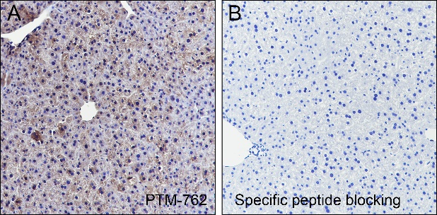 Anti-Benzoyllysine Mouse mAb