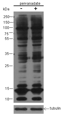 Anti-SUMO-1/2/3 Mouse mAb (N-terminal)