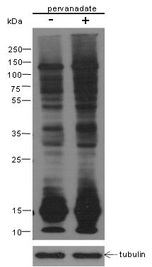 Anti-SUMO-1/2/3 Mouse mAb (N-terminal)