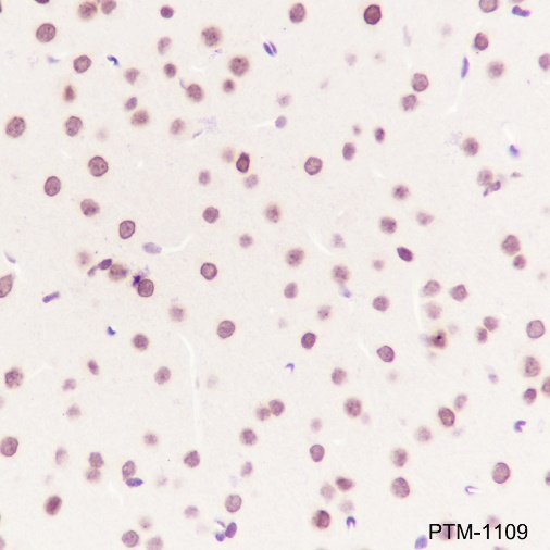 Anti-SUMO-1/2/3 Mouse mAb (N-terminal)