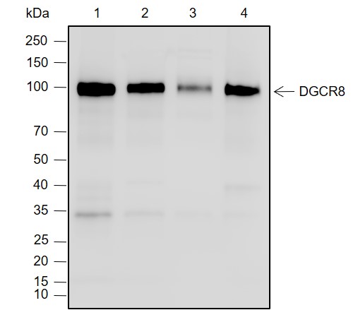 Anti-DGCR8 Rabbit mAb
