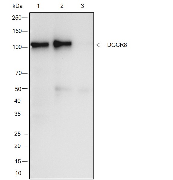 Anti-DGCR8 Rabbit mAb