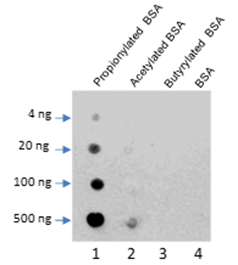 Anti-Propionyllysine Rabbit pAb