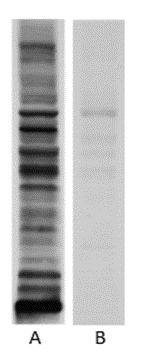 Anti-Propionyllysine Rabbit pAb