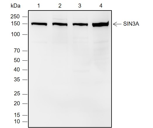 Anti-SIN3A Rabbit mAb