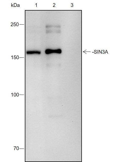 Anti-SIN3A Rabbit mAb