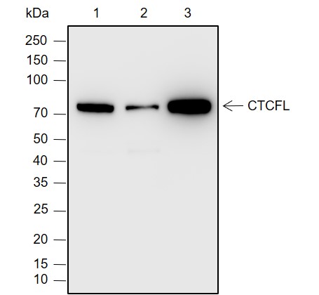Anti-CTCFL Rabbit mAb