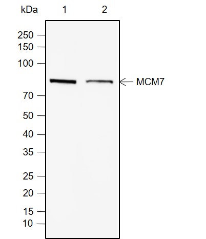 Anti-MCM7 Rabbit mAb