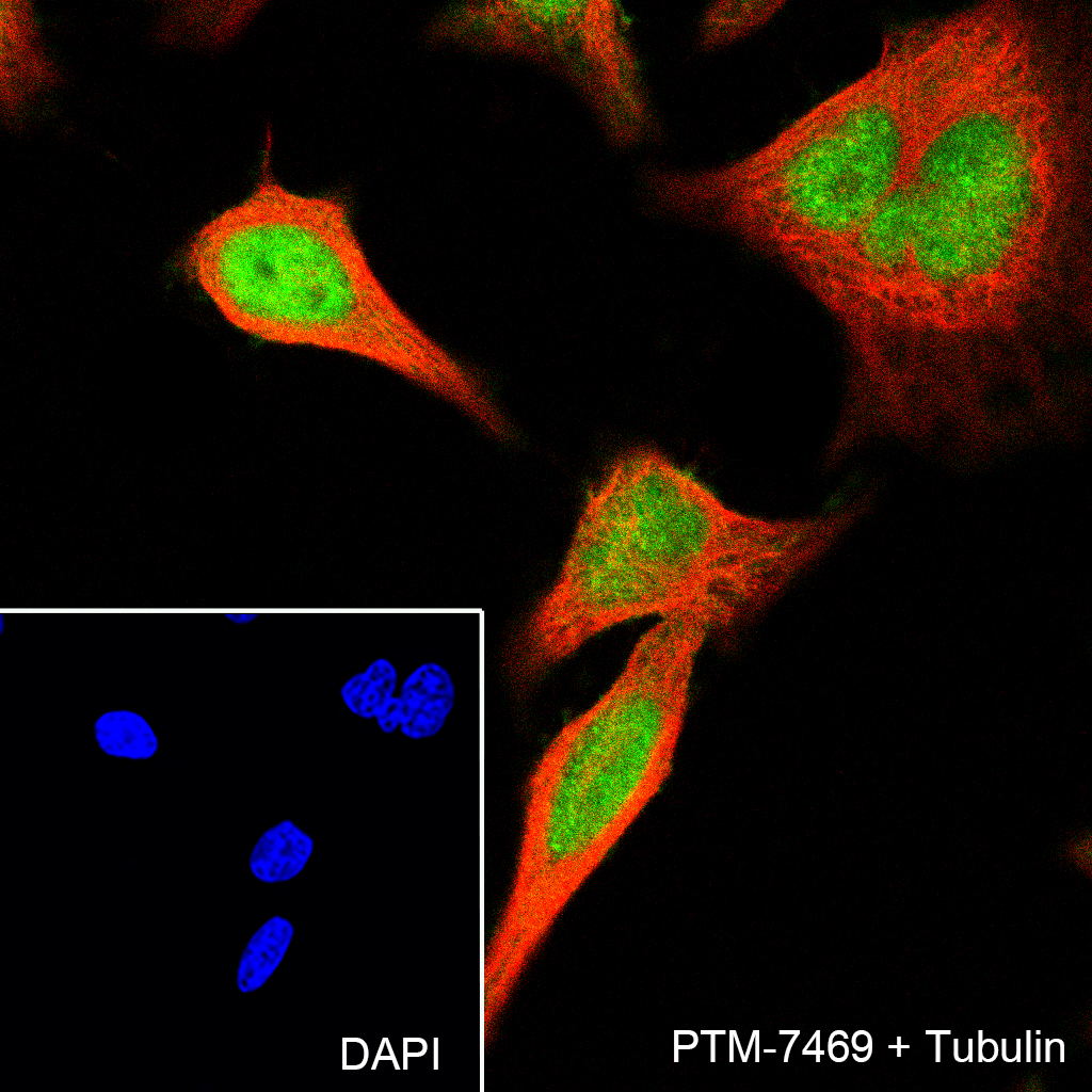 Anti-MCM7 Rabbit mAb