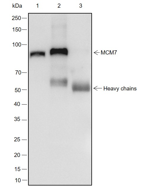 Anti-MCM7 Rabbit mAb