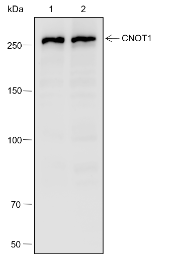 Anti-CNOT1 Mouse mAb