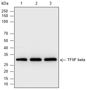 Anti-U2AF2 Rabbit mAb