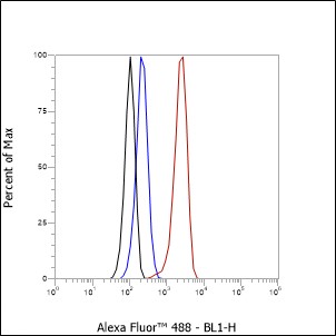 Anti-U2AF2 Rabbit mAb